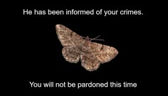 a brown and white moth on a black background with the caption he has been informmed of your crimes you will not be paranoid this time