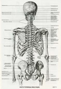 an old diagram of the human skeleton