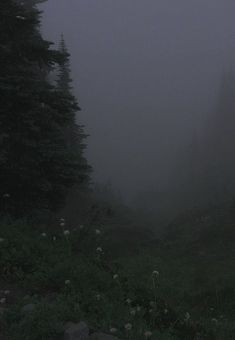 a foggy forest filled with lots of trees and flowers on top of a hill