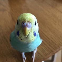 a small green and blue bird sitting on top of a wooden table next to a remote control