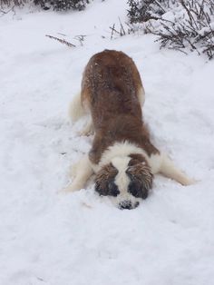 a brown and white dog laying in the snow