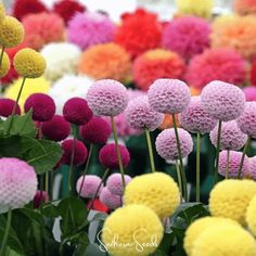 many different colored flowers with leaves in the foreground and on the far side, there is a large number of them