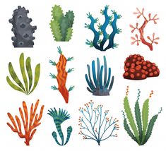 different types of seaweed and corals