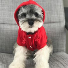 a small gray and white dog wearing a red hoodie