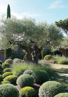 an olive tree in the middle of a garden with lots of bushes and trees around it