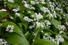 some white flowers and green leaves in the grass