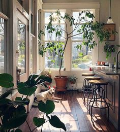 an office filled with lots of plants next to white counter tops and wooden chairs on either side of the desk