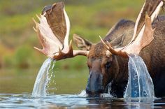 the moose is drinking water from the pond