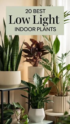 Discover 20 stunning Low light indoor plants perfect for brightening dim spaces. Our expert guide provides care tips, benefits, and the latest 2024 trends in Low Light Houseplants Indoor Plants, Lowlight Plants For Bedroom, Low Light Indoor Plant, Best Indoor Low Light Plants, Easy House Plants Low Lights, Indoor Plant Low Light, Low Light Trailing House Plants, Low Sunlight Indoor Plants, Best Indoor Plants For Low Light