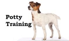 a brown and white dog standing on top of a piece of paper