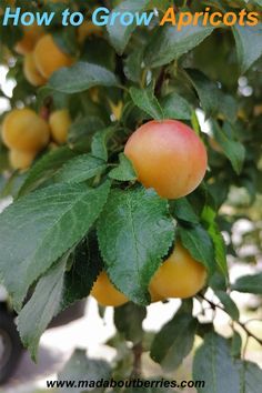 Learn how to grow apricots with simple steps for planting, care, and harvesting. Enjoy sweet, homegrown apricots straight from your garden!
#apricots #fruitgarden #orchard