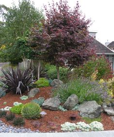 a garden with rocks and plants in the foreground, trees on the far side