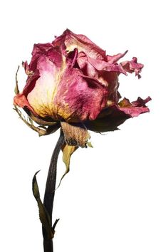 Inflammation Skincare, Dead Rose, Decay Art, Billy Kidd, Wilted Flowers, Beauty Culture, Botanical Watercolor, A Level Art, Botanical Drawings