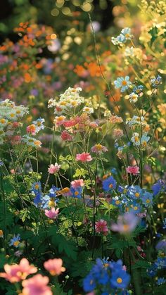 wildflowers and other flowers in a field with sunlight coming through the trees behind them