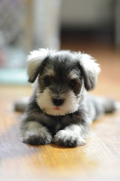 a small gray and white dog laying on top of a wooden floor