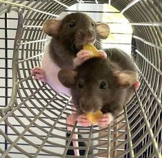 two brown and white mice in a cage eating something off of a yellow piece of food