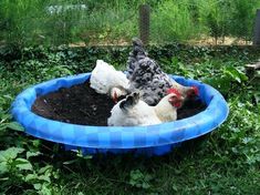 three chickens in a blue and black plastic bowl on the ground with grass around them