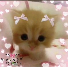 a small kitten with two bows on its head