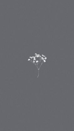 a bunch of white flowers floating in the air on a gray background with no clouds