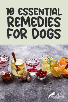 10 Essential Home Remedies Every Dog Owner Needs Dog Skin Irritation Remedies, Skin Irritation Remedies, Natural Remedies For Hives, Deworming Dogs, Dog Upset Stomach, Dog Throwing Up, Cranberry Supplements, Pig Breeds