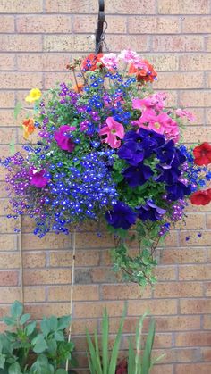 a bunch of colorful flowers hanging from a brick wall in front of some potted plants