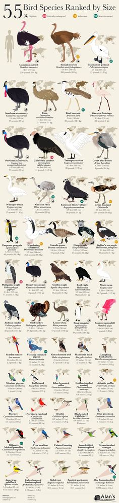 an image of birds that are in different colors and sizes, with the words bird species listed below