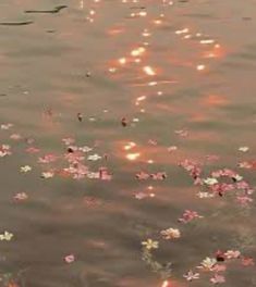 flowers floating on the surface of water at sunset