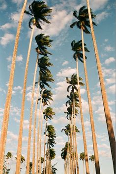 palm trees blowing in the wind on a sunny day