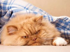 a fluffy orange cat laying on top of a bed