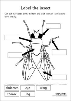 an insect with labels on it that describe the parts of its body and what they are labeled