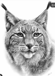 a pencil drawing of a cat's face