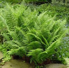 ferns and bluebells are growing in the garden