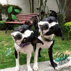 two black and white dogs standing next to each other in front of a park bench