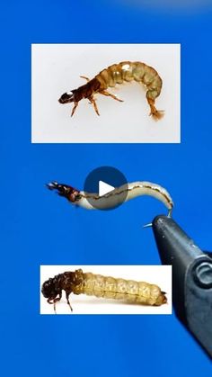 an insect is being held up by a pliers with the image of a caterpillar on it