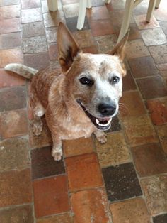 a brown and white dog standing on top of a tiled floor