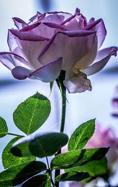 a pink rose with green leaves in the foreground