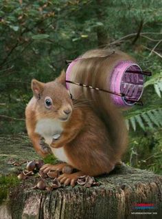 a squirrel with long blonde hair is sitting on the ground