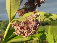 purple flowers are blooming on a green leafy plant in front of a blue sky