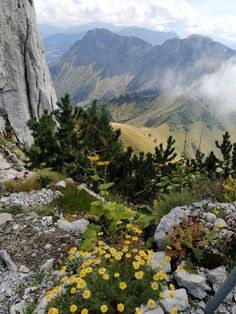 yellow flowers growing on the side of a rocky cliff with mountains and clouds in the background