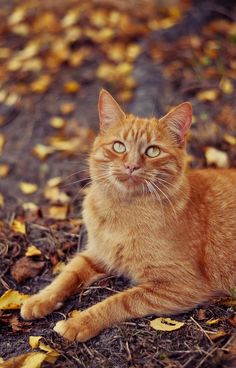 an orange tabby cat laying on the ground with leaves all over it's body