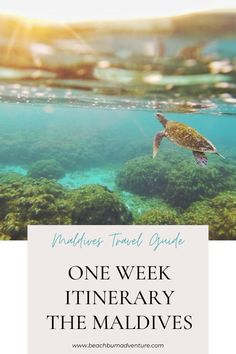 a turtle swimming in the ocean with text overlay that reads one week itinerary the