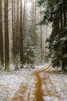 a path in the middle of a snowy forest