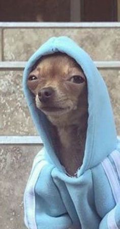 a small dog wearing a blue hoodie on top of cement steps and looking at the camera