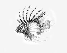 a black and white drawing of a lion fish