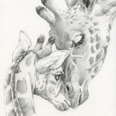 a pencil drawing of two giraffes with their heads touching each other's necks