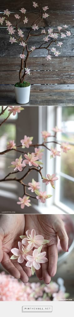 three different shots of the same tree with pink flowers in it and hands reaching out to each other