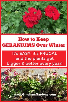 some red flowers and green plants with the words how to keep geraniums over winter it's easy, its frugal and the plants get bigger & better every year