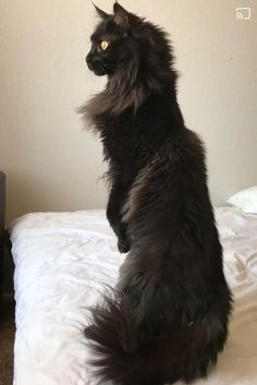 a black cat sitting on top of a bed