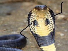 a large black and yellow snake on the ground