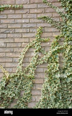 ivy growing up the side of a brick wall - stock image